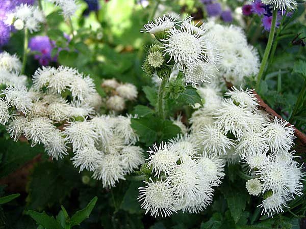 白い小さな多年生の庭の花 白い花の低木 白い花 名前と説明