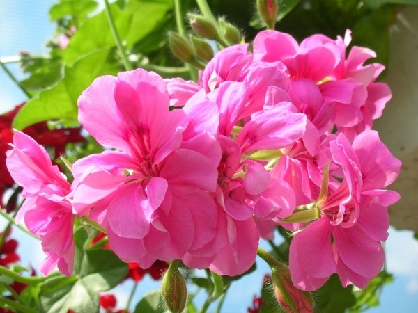Ефектні квіти рожевої фуксії